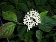 Cornus sanguinea (Blutroter Hartriegel) / CORNACEAE