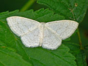 Scopula floslactata (Gelblichweisser Kleinspanner) / CH BE Hasliberg 1200 m, 26. 05. 2011