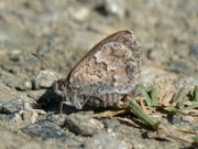 Erebia tyndarus (Schillernder Mohrenfalter, Weibchen, derselbe Falter wie vorher) / CH VS Val d'Hérens, La Forclaz, Le Tsaté 2380 m, 31. 08. 2011