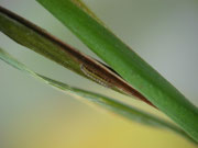 Ochlodes sylvanus /CH BE Hasliberg 1050 m, 03. 09. 2025