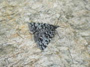 Oreina alpestralis