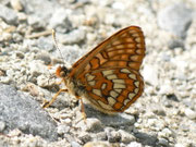 Euphydryas intermedia (Amur-Scheckenfalter) / CH UR Urserental bei Zumdort 1500 m, 29. 06. 2012