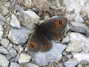 Erebia meolans (Gelbbindiger Mohrenfalter) / CH VS Col de Verne 1510 m, 09. 07. 2012