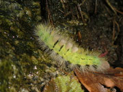 Calliteara pudibunda (Buchen-Streckfuss, Rotschwanz) / CH TI Monti della Motta 960 m, 17. 10. 2013