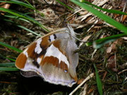 Apatura iris (Grosser Schillerfalter) CH TI Mergugno 1060 m, 03. 08. 2010