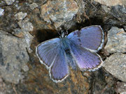 Plebejus argus (Geissklee-Bläuling, Männchen) / CH VS Zermatt Trift, 26. 08. 2010