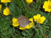 Erebia pandrose (Graubrauner Mohrenfalter) / CH VS Nufenen Lengtal 2200 m, 04. 07. 2008