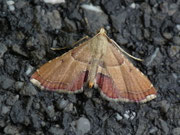 Endotricha flammealis / CH BE Hasliberg 1180 m, 24. 07. 2025