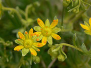 Saxifraga aizoides (Bach-Steinbrach) / SAXIFRAGACEAE