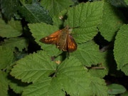 Ochlodes sylvanus (Rostfarbiger Dickkopffalter, Weibchen) / CH TI Mergosica, 10. 07. 2007
