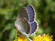 Plebejus argus (Geissklee-Bläuling, Männchen) / CH VS Rosswald Fleschbode 2000 m, 25. 07. 2008