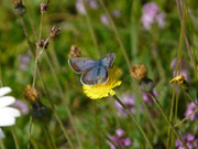 Polyommatus icarus (Hauhechelbläuling, blaues Weibchen) / CH OW Pilatusgebiet Märenschlag 1280 m, 11. 07. 2016