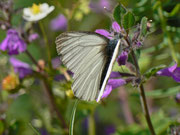 Pieris bryoniae (Bergweissling, Männchen) / CH UR Brunnital, Lauroi 1264 m, 15. 07. 2013