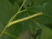 Parectropis similaria (Weissfleck-Rindenspanner) / CH BE Hasliberg 1050 m, 19. 09. 2017 an Acer pseudoplantanus