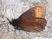 Erebia manto (Gelbgefleckter Mohrenfalter, Männchen) / CH VS Laggintal 1530 m, 20. 07. 2007