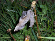 Laothoe populi (Pappelschwärmer, Männchen) / CH BE Hasliberg 1600 m, 13. 05. 2007