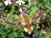 Hemaris fuciformis (Hummelschwärmer)