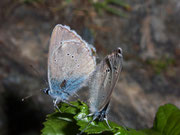 Polyommatus semiargus (Violetter Waldbläuling, Paarung / CH VS Laggintal 1570 m, 20. 07. 2009