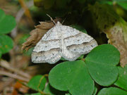 Perizoma parallelolineata (Parallelbindiger Kräuterspanner) / CH BE Hasliberg 1050 m, 18. 08. 2013