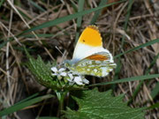 Anthocharis cardamines (Aurorafalter, Männchen Unterseite) / CH TI Bré 800 m