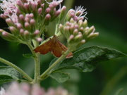 Endotricha flammealis (Geflammter Kleinzünsler) / CH BE Hasliberg 1070 m, 11. 07. 2015