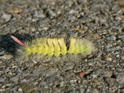 Calliteara pudibunda (Buchen-Streckfuss, Rotschwanz) / CH BE Hasliberg 1150 m, 24. 09. 2013