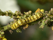 Cucullia lychnitis (Später Königskerzen-Mönch) / CH BE Hasliberg 1110 m, 15. 08. 2023 (an Verbascum nigrum)