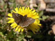 Erynnis tages (Dunkler Dickkopffalter) / CH BE Hasliberg 1070 m, 11. 04. 2014