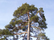 Pinus sylvestris (Waldföhre) / PINACEAE
