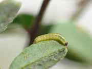 Colias alfacariensis (Hufeisenklee-Gelbling) / CH BE Hasliberg 1100 m, 08. 09. 2015