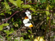 Anthocharis cardamines (Aurorafalter, Balz) / VS Ardon 503 m, 12. 04. 2016