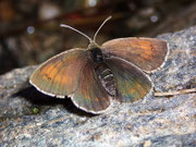 Erebia tyndarus (Schillernder Mohrenfalter, Weibchen) / CH VS Simplonpass 2200 m, 30. 09. 2008
