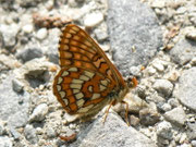 Euphydryas intermedia (Amur-Scheckenfalter) / CH UR Urserental bei Zumdort 1500 m, 29. 06. 2012