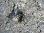Ptilocephala plumifera (Fächerfühler-Sackträger) / CH VS oberhalb Salgesch 751 m, 22. 03. 2013