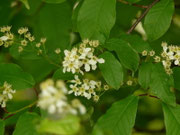 Prunus padus (Traubenkirsche) Rosaceae