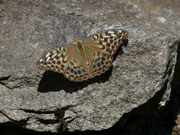 Argynnis paphia f. valesina (Esper, 1800) (Kaisermantel, Weibchen) / CH GR Roveredo nach Giova 704 m, 21. 09. 2017