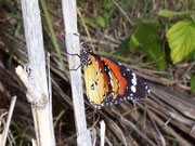 Danaus chrysippus / España Kan. Inseln La Gomera Barranco de Argaga 100 m, 05. 03. 2009