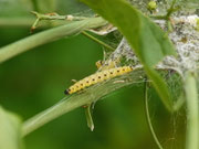 Yponomeuta cagnagella / CH LU Geuensee, Krumbach, Horüti 695 m, 16. 05. 2026