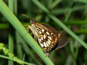 Heteropterus morpheus (Spiegelfleck-Dickkopffalter) / CH TI Verzascatal, Vogorno, Alpe Odro 1282 m, 27. 06. 2011