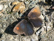 Erebia tyndarus (Schillernder Mohrenfalter / CH VS Val d'Hérens, La Forclaz, Le Tsaté 2380 m, 31. 08. 2011