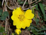 Potentilla aurea (Gold-Fingerkraut) / Rosaceae