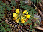 Hippocrepis comosa (Hufeisenklee) / Fabaceae