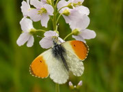 Anthocharis cardamines (Aurorafalter, Männchen) / CH SG Rieden Schwarzenbergli 850 m, 27. 04. 2015