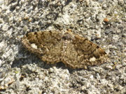 Parectropis similaria / CH BE Hasliberg 1240 m, 27. 04. 2026