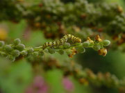 Cucullia lychnitis (Später Königskerzen-Mönch) / CH BE Hasliberg 1110 m, 05. 07. 2025 (an Verbascum nigrum)