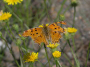 Polygonia egea