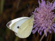 Pieris rapae (Kleiner Kohlweissling, Männchen, derselbe Falter wie vorher) / CH VS Grimentz 1600 m, 11. 10. 2010