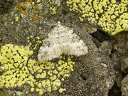 Perizoma minorata (Kleiner Augentrost-Kapselspanner) / CH UR Wassen, Meiental, Gitzichrummenflue 1650 m, 24. 07. 2018