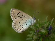 Maculinea arion (Schwarzgefleckter Bläuling,) / CH BE Hasliberg 1100 m, 13. 06. 2015