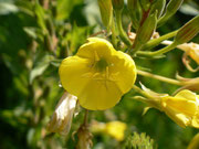 Oenothera biennis (Gewöhnliche Nachtkerze) / Onograceae